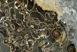 6.4" Ammonite (Promicroceras) Cluster - Half Polished, Half Prepped - #131999-1
